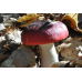 Мицелий Сыроежки буреющей / Сыроежка ароматная (Russula xerampelina)